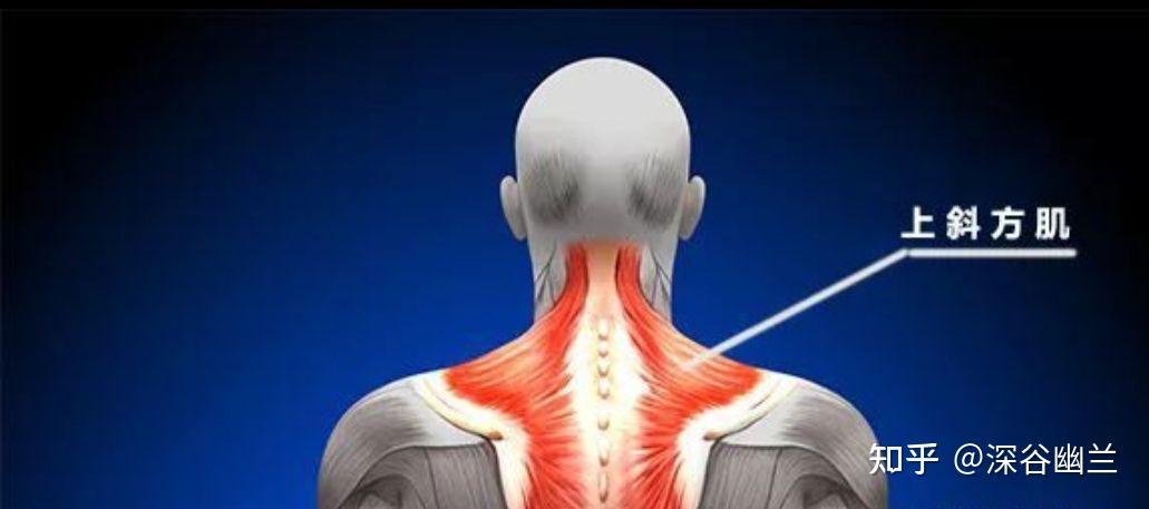 大,小圆肌的触发点可以引起肩关节的疼痛,而且会加重上部斜方肌,冈上