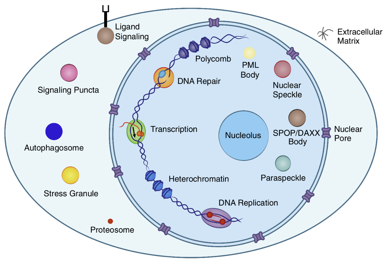 cancercell细胞凝聚物非膜细胞器对肿瘤药药效的影响