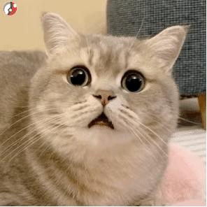 122张可爱的猫猫表情包