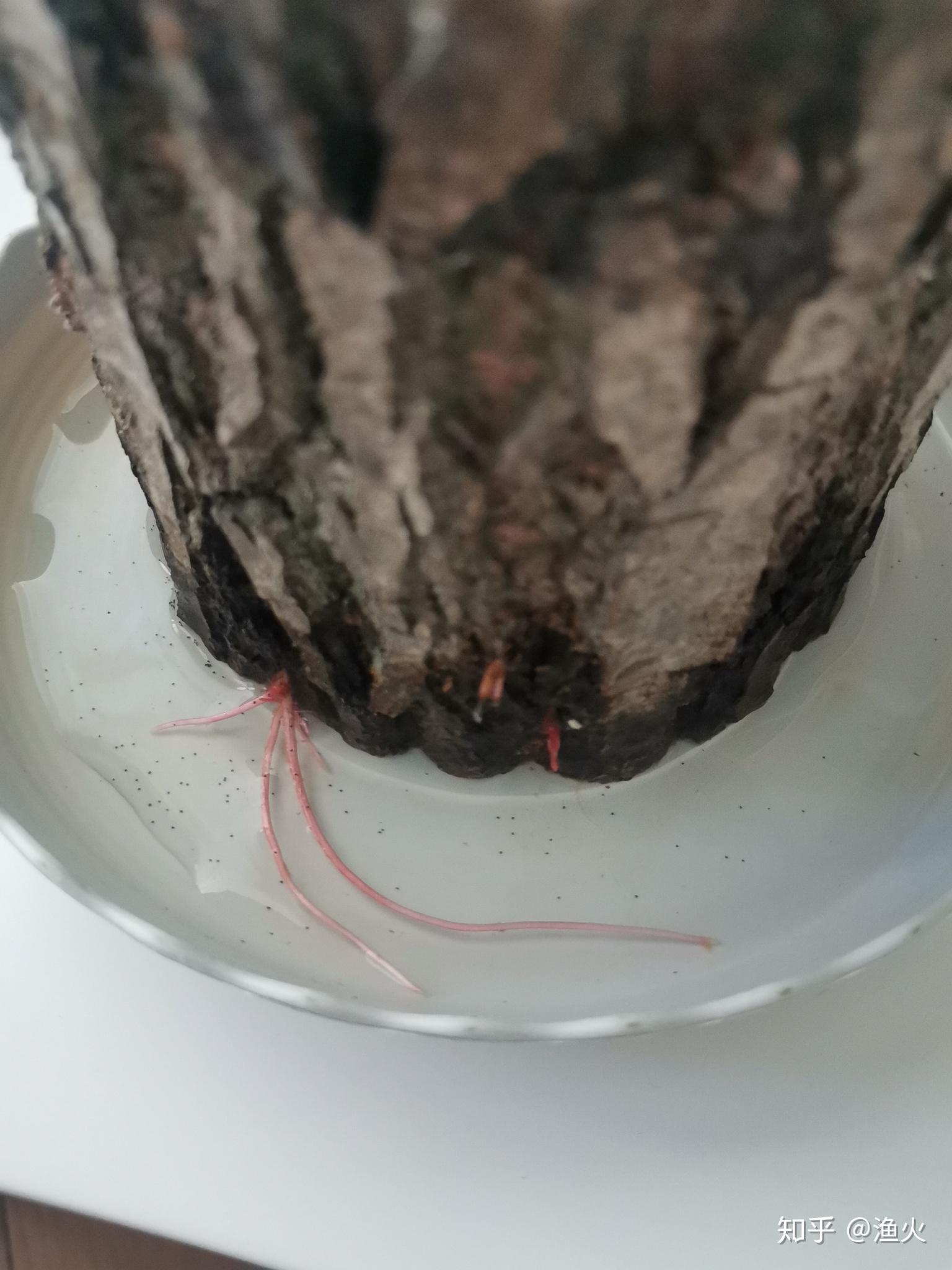 2021考研党蹲一个幸运木伪巴西木实为小柳树墩子