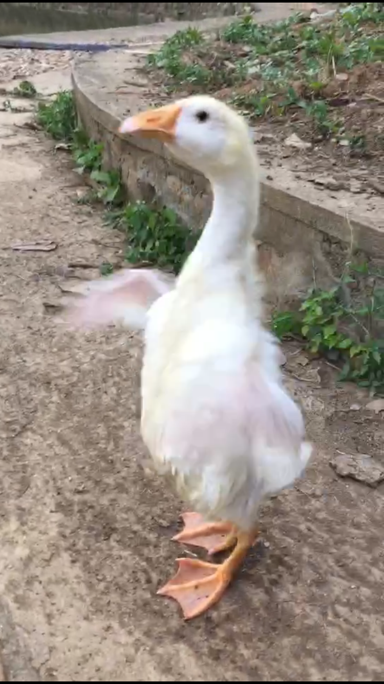 养小鸭子做宠物是什么体验?