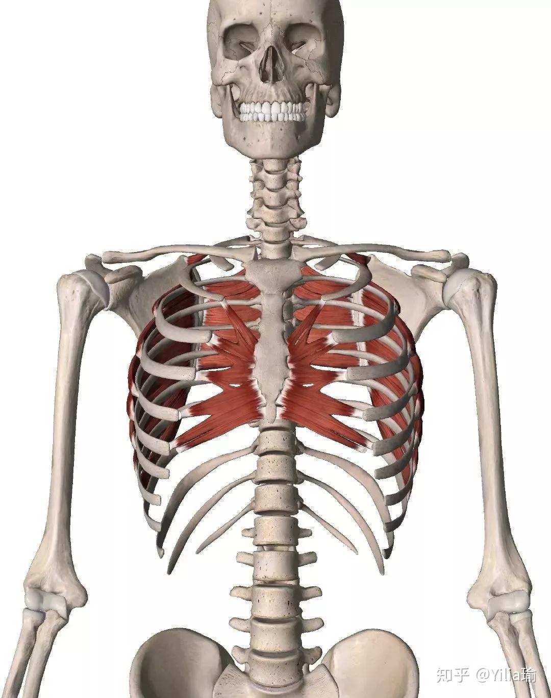 瑜伽温度课堂前锯肌的功能解剖