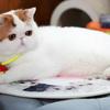 猫疱疹病毒u2014u2014 一次得病终身带毒- 知乎