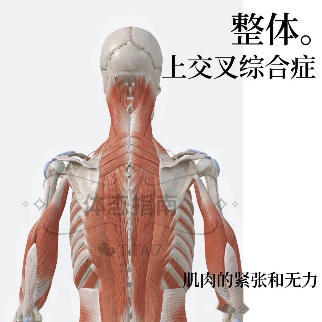 【头前伸】一篇文章告诉你关于探头的全部原因 - 知乎