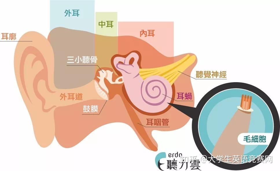 口译听辨理解能力,要如何提高?! - 知乎