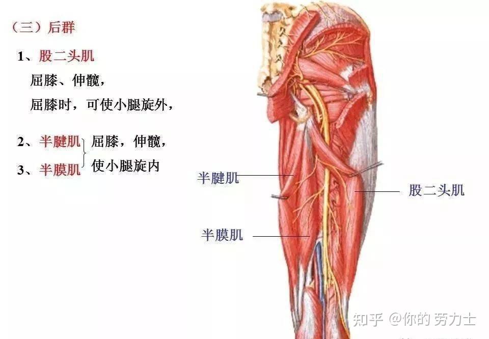 全身肌肉解剖图汇总及肌肉功能