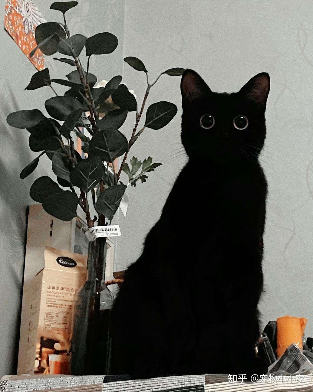 玄猫“功能”这么强大，为什么弃养率还这么高呢？ - 知乎