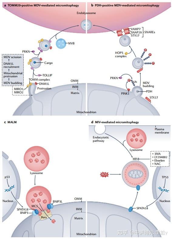 综述：全面汇总微自噬的研究进展（值得收藏）IF=113 - 知乎