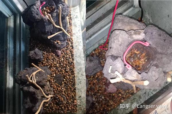 短鲷缸铺泥_短鲷缸布置_短鲷 短鲷缸