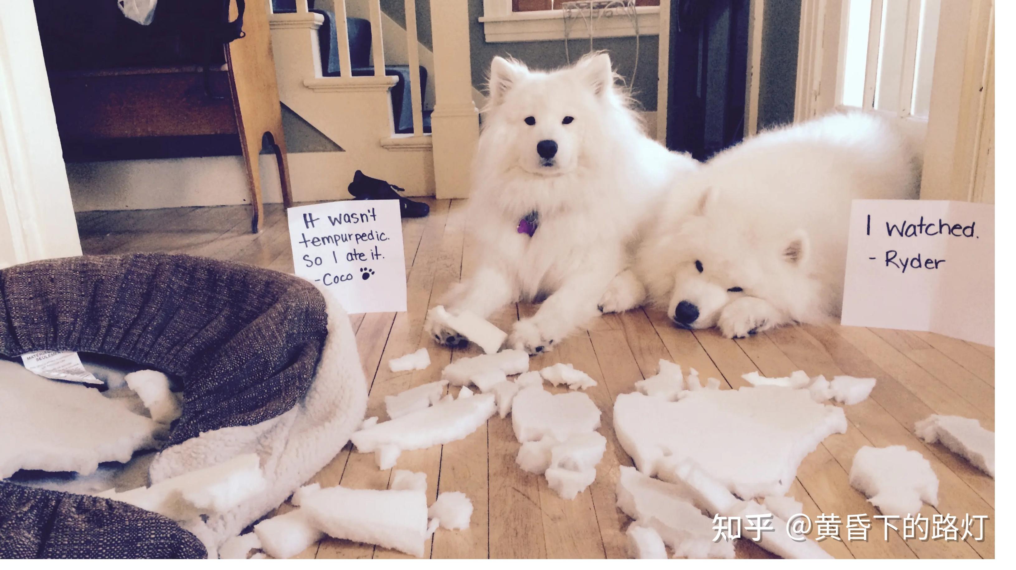 狗狗的拆家像拆迁,猫咪的拆家像旧物回收 - 知乎