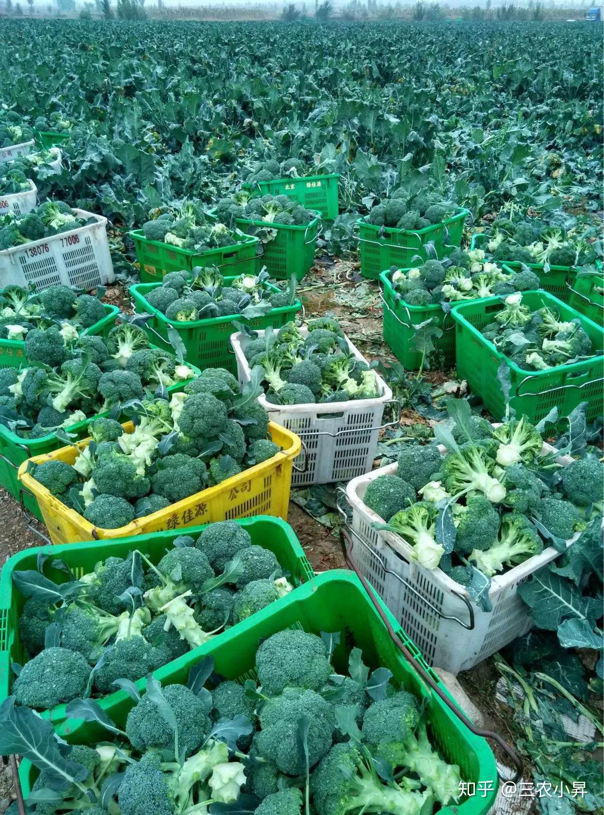 西蘭花種植栽培技術懂這些管理措施高產又保收