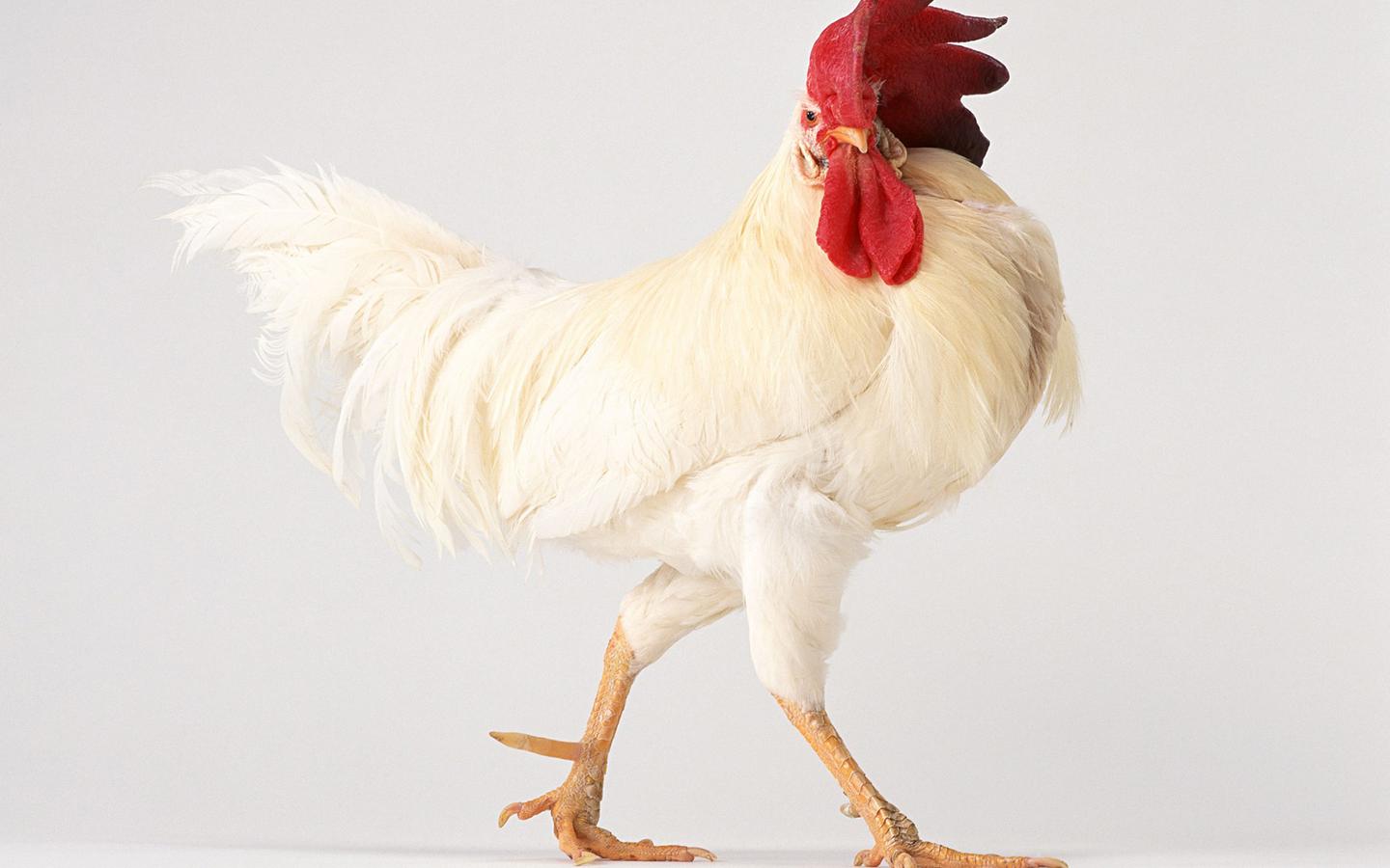 怎么可以不让公鸡打鸣 v2-6e6486a27285f4043cbf88b495cfa0d3_1440w.jpg?source=172ae18b