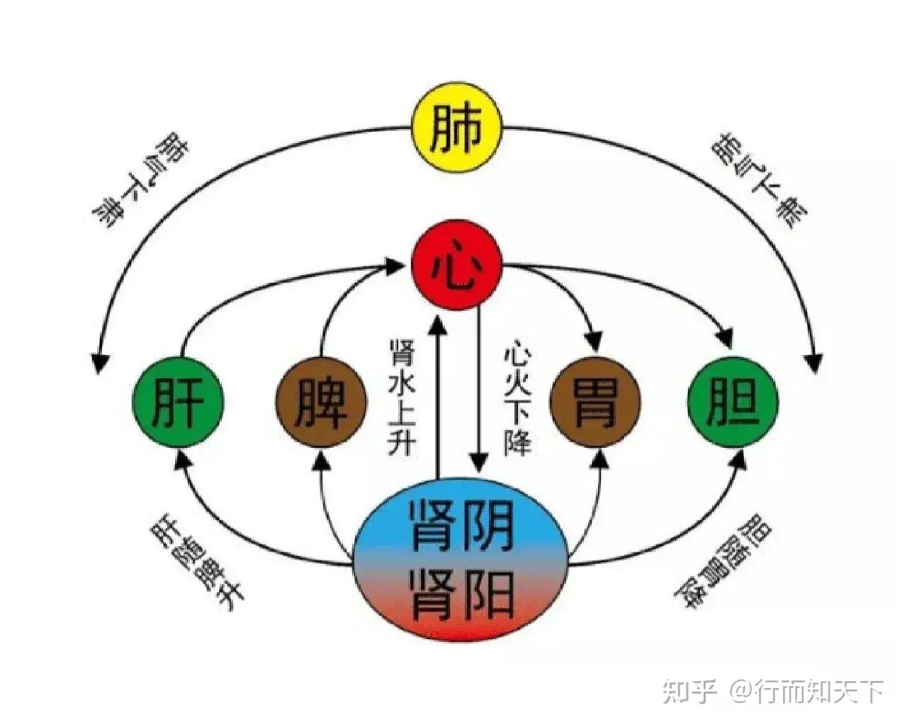 通俗讲解中医五行与五脏六腑的关系,神奇的中医营养学! - 知乎