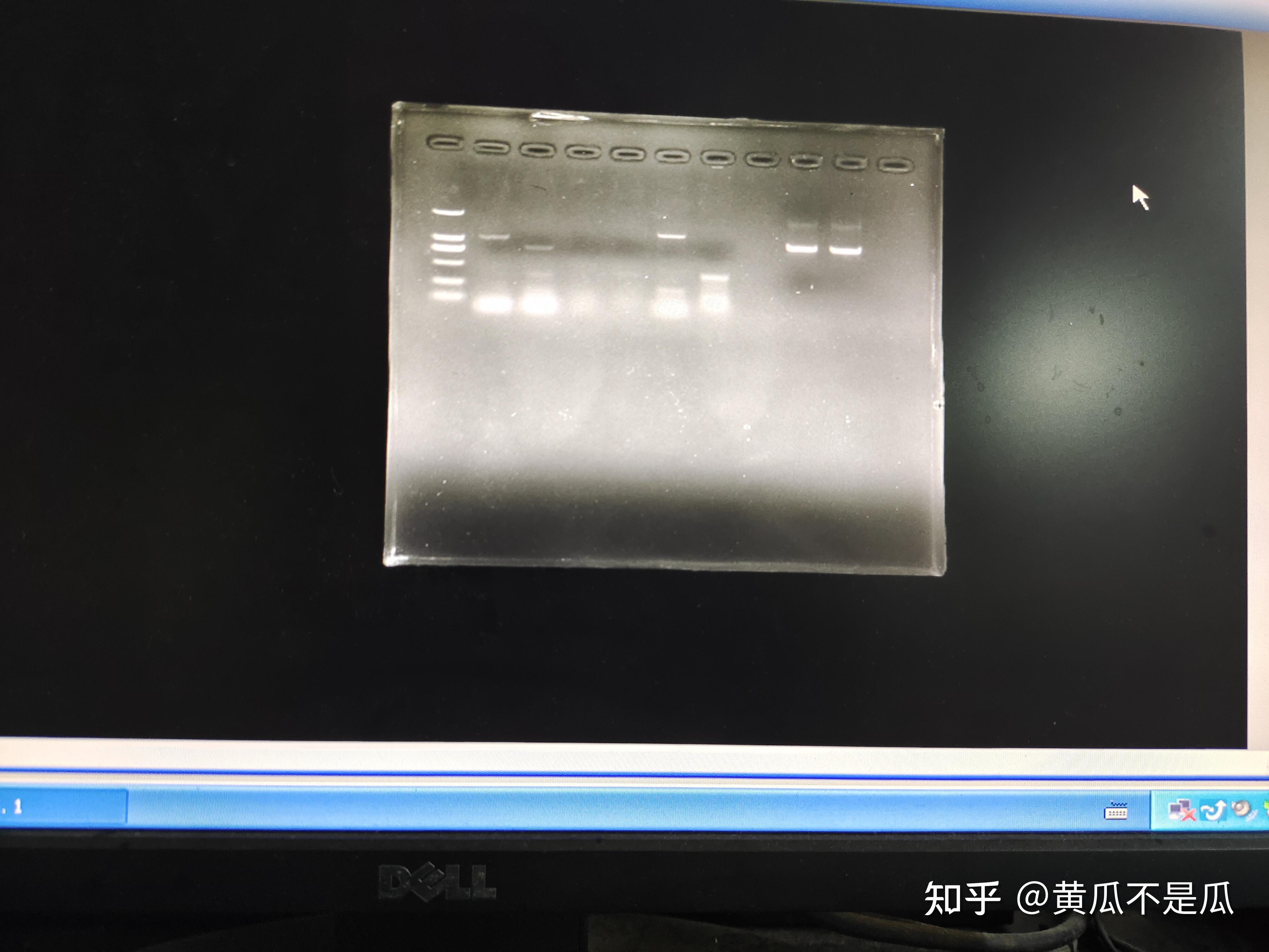 PCR胶回收后,测完浓度和跑胶,进行菌落PCR没有目的条带 - 知乎