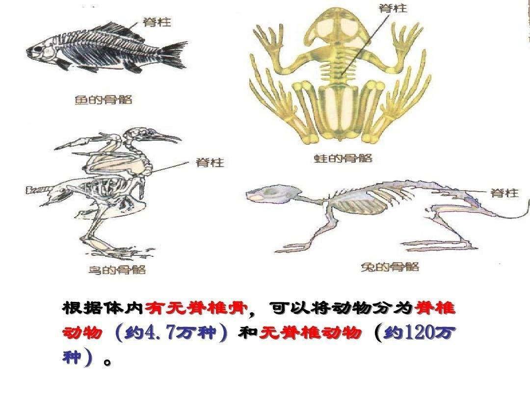 包括哺乳动物(mammal),鸟类(birds),爬行类动物(reptiles),两栖动物