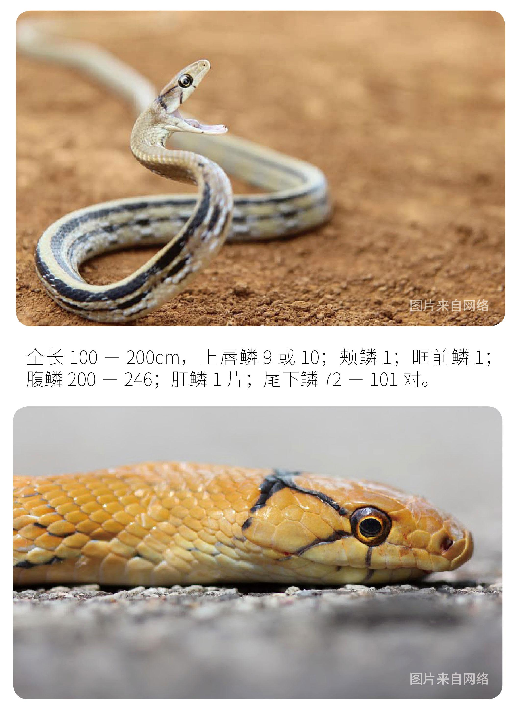 物种小谈|三索颌腔蛇 - 知乎