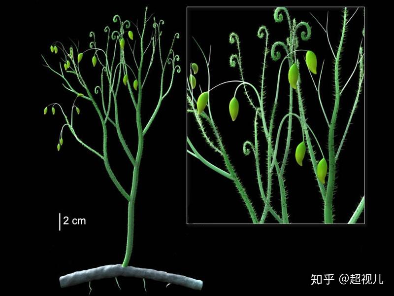 复苏登陆志留纪的倔强