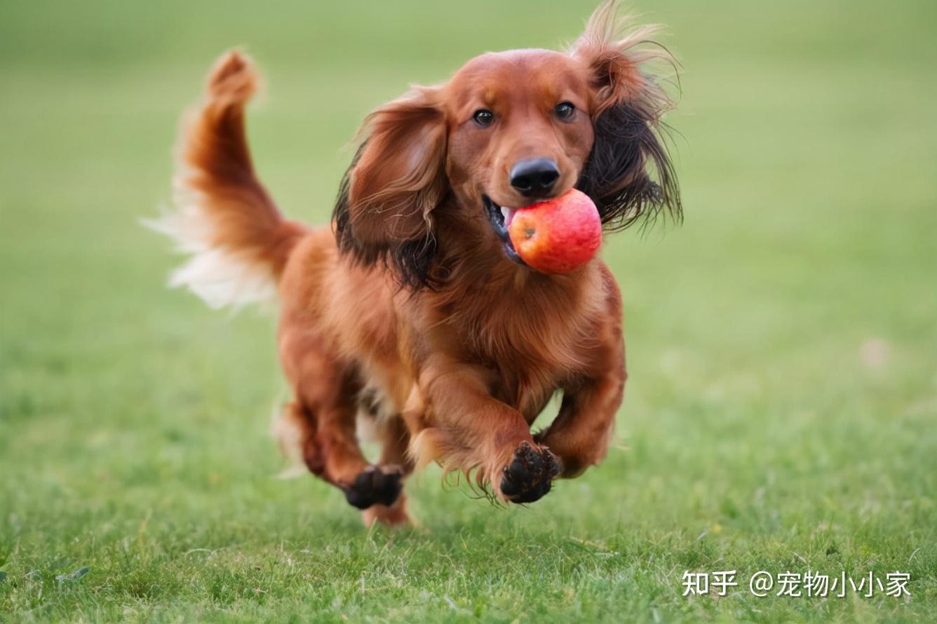 狗子眼中的美食它都能吃别让它馋到流口水了