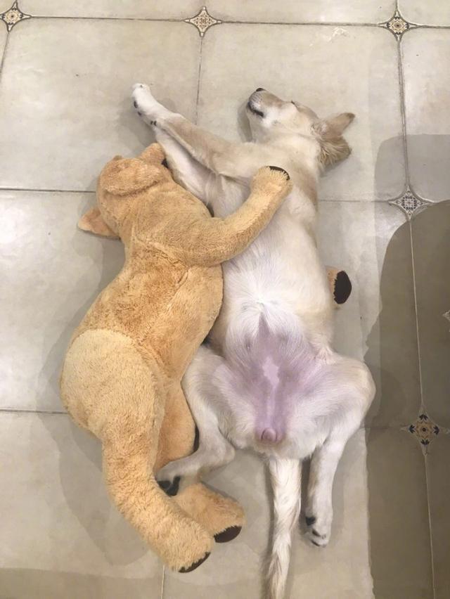 狗子,你把玩偶玩成这样是几个意思? - 知乎