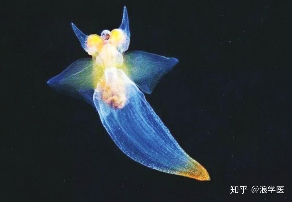裸海蝶 - 知乎