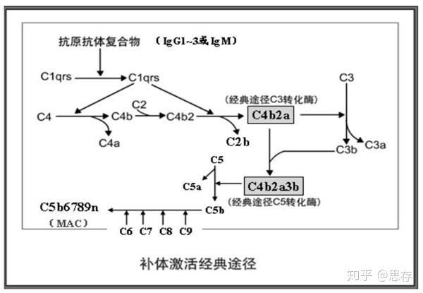 补体的三种激活途径,你了解吗 - 知乎