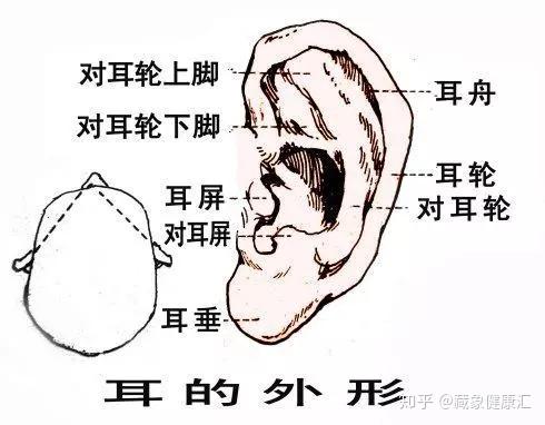 肉厚润泽,耳肿是邪实,耳瘦为正虚,耳薄而黑属肾亏,耳轮甲错为久病血瘀