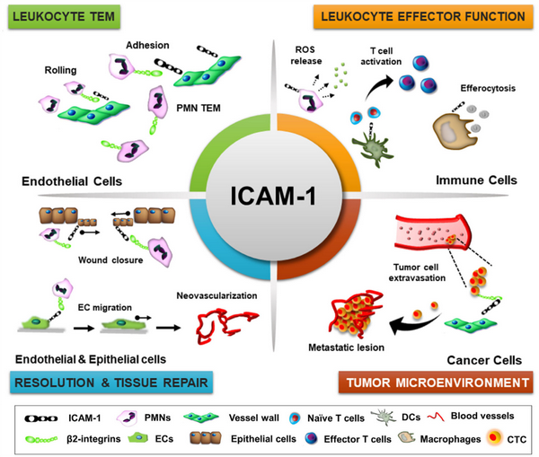 【靶点科普】ICAM-1：从免疫监视到病理过程 - 知乎