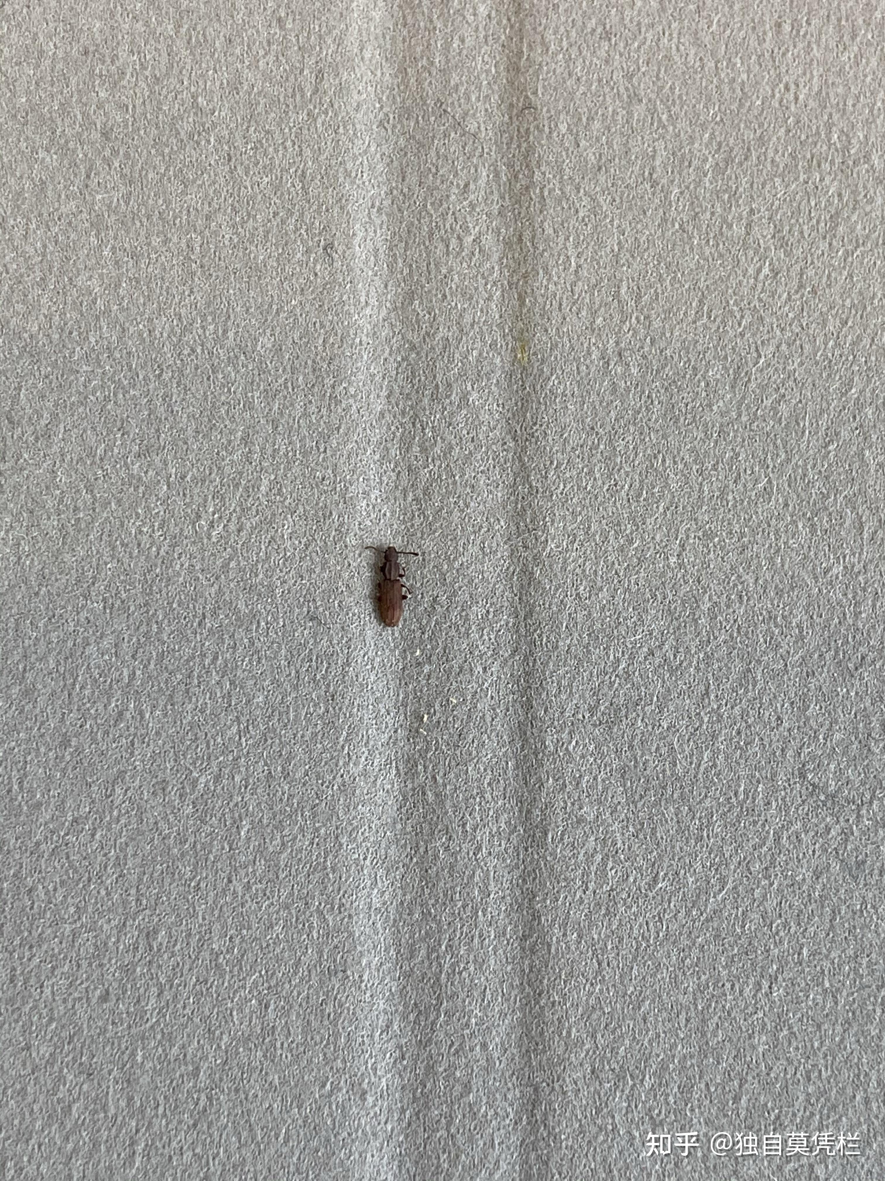 蟑螂空壳图片