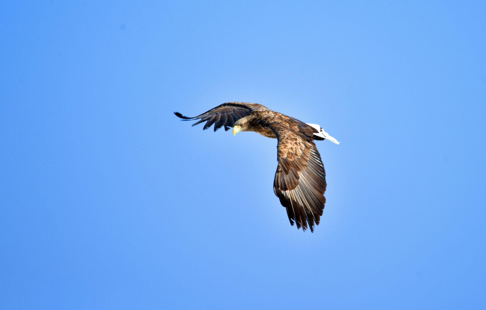 大雕展翅飞翔 - 知乎