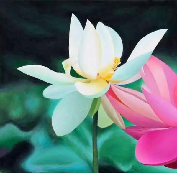 如何一分钟区分碗莲和睡莲这对 双生子 知乎