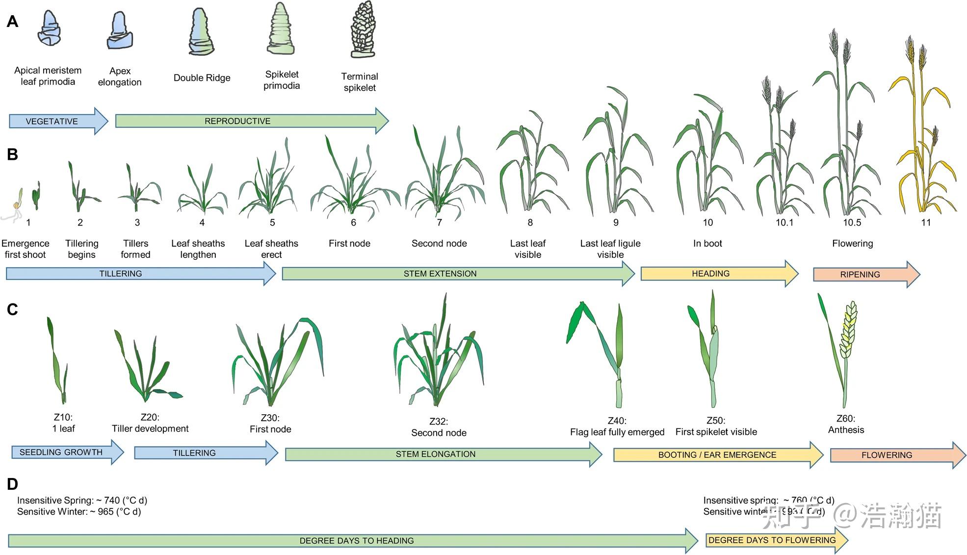 小麦幼穗分化示意图图片