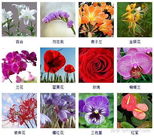 花间密码│史上最全观花植物名称梳理来啦! - 知乎