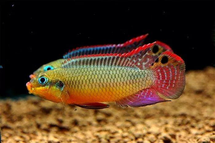 西非短鲷引进国内数量稀少价格贵一特点拉高颜值