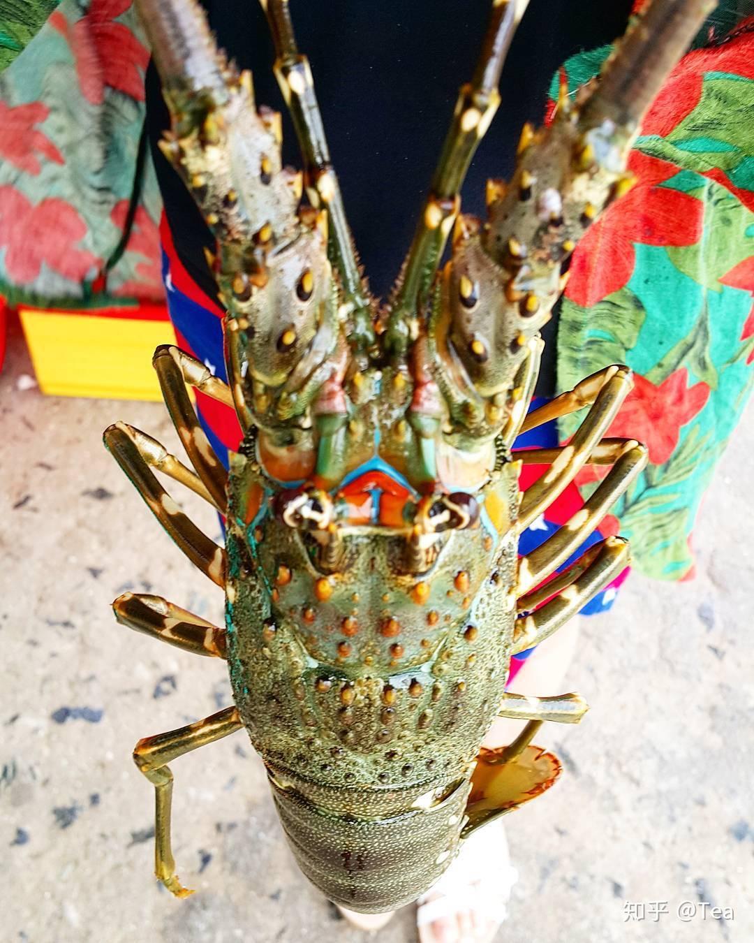 波纹龙虾panulirus homarus