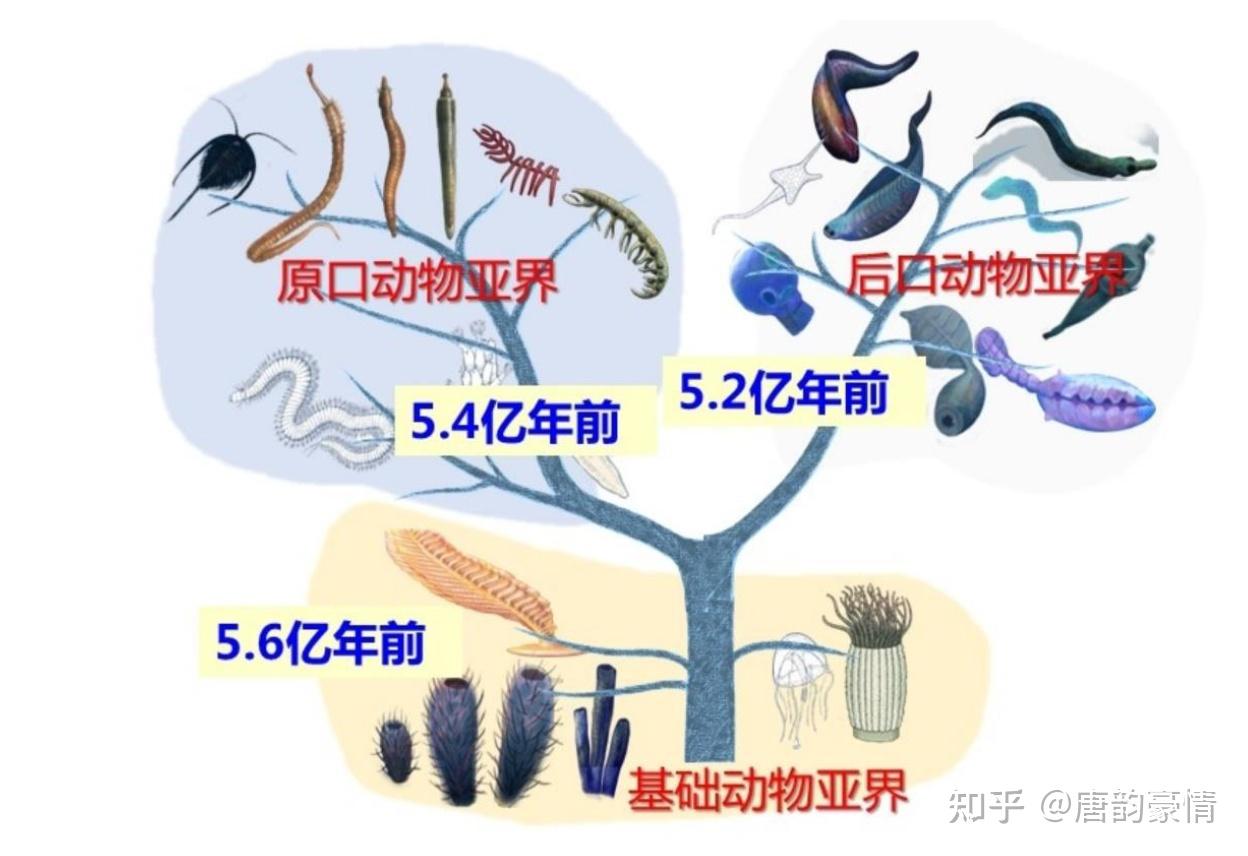 生物群物种:查恩海笔(英语:charnia)(charnia masoni)斯瓦特虫(英语