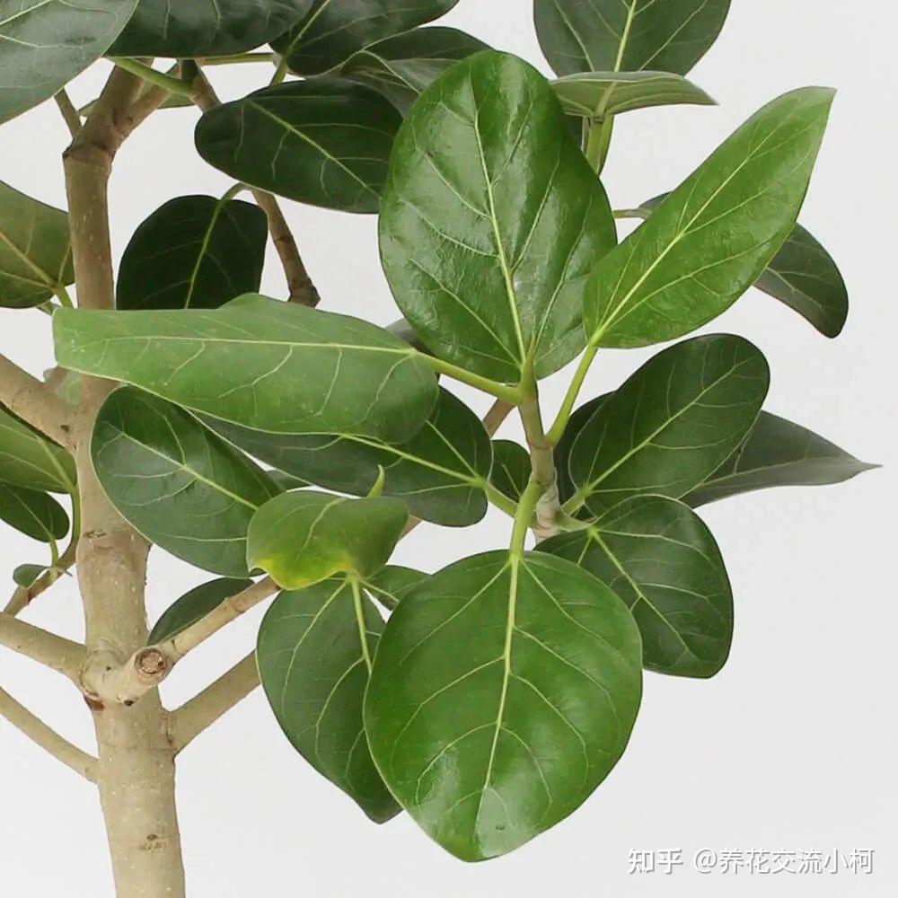 美如画的10个榕属植物,都适合种在花盆里,养成室内观叶植物 - 知乎