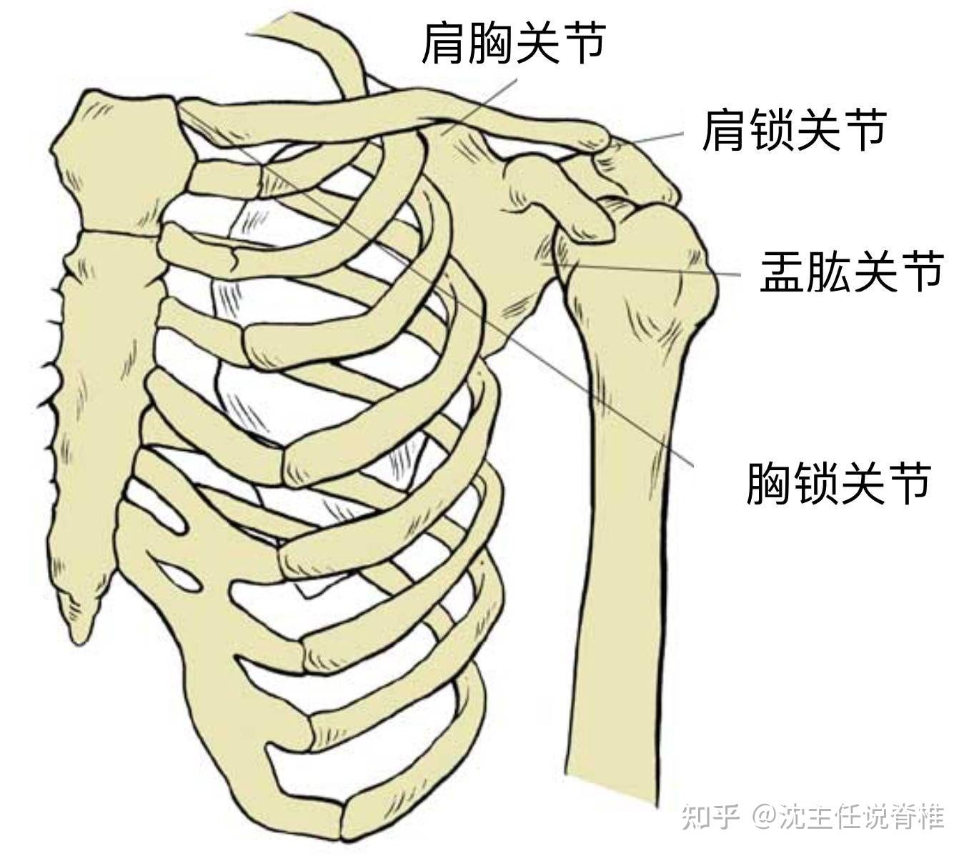 人体肩周位置示意图图片