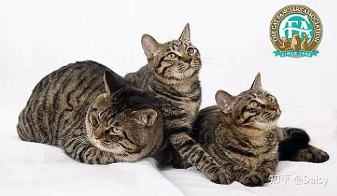 中华田园猫丨狸花猫- 知乎