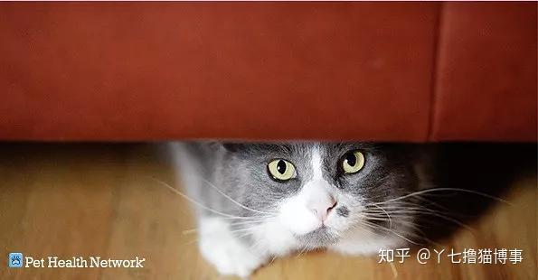 猫咪疼痛的18个标识 知乎