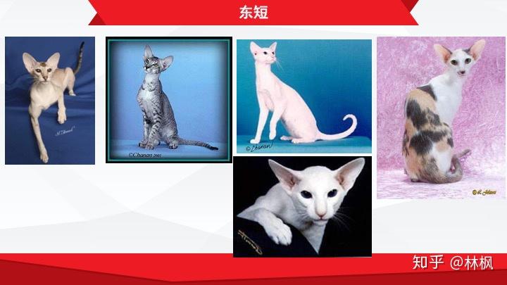 CFA东短官方标准 - 知乎