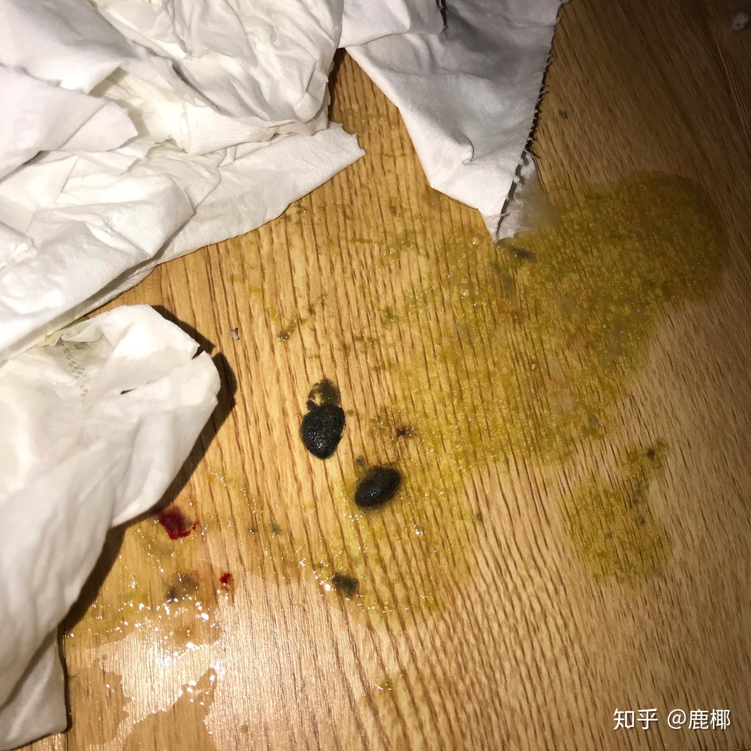 蓮花貓咪胰腺炎併發症黃疸康復記