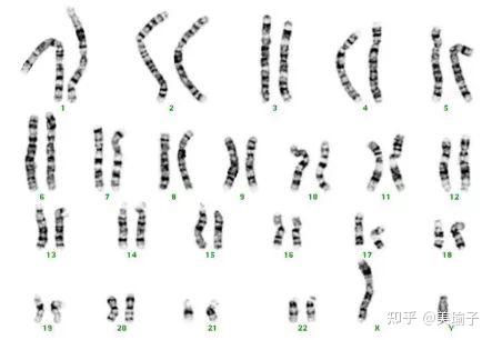 中国春染色体模式图图片