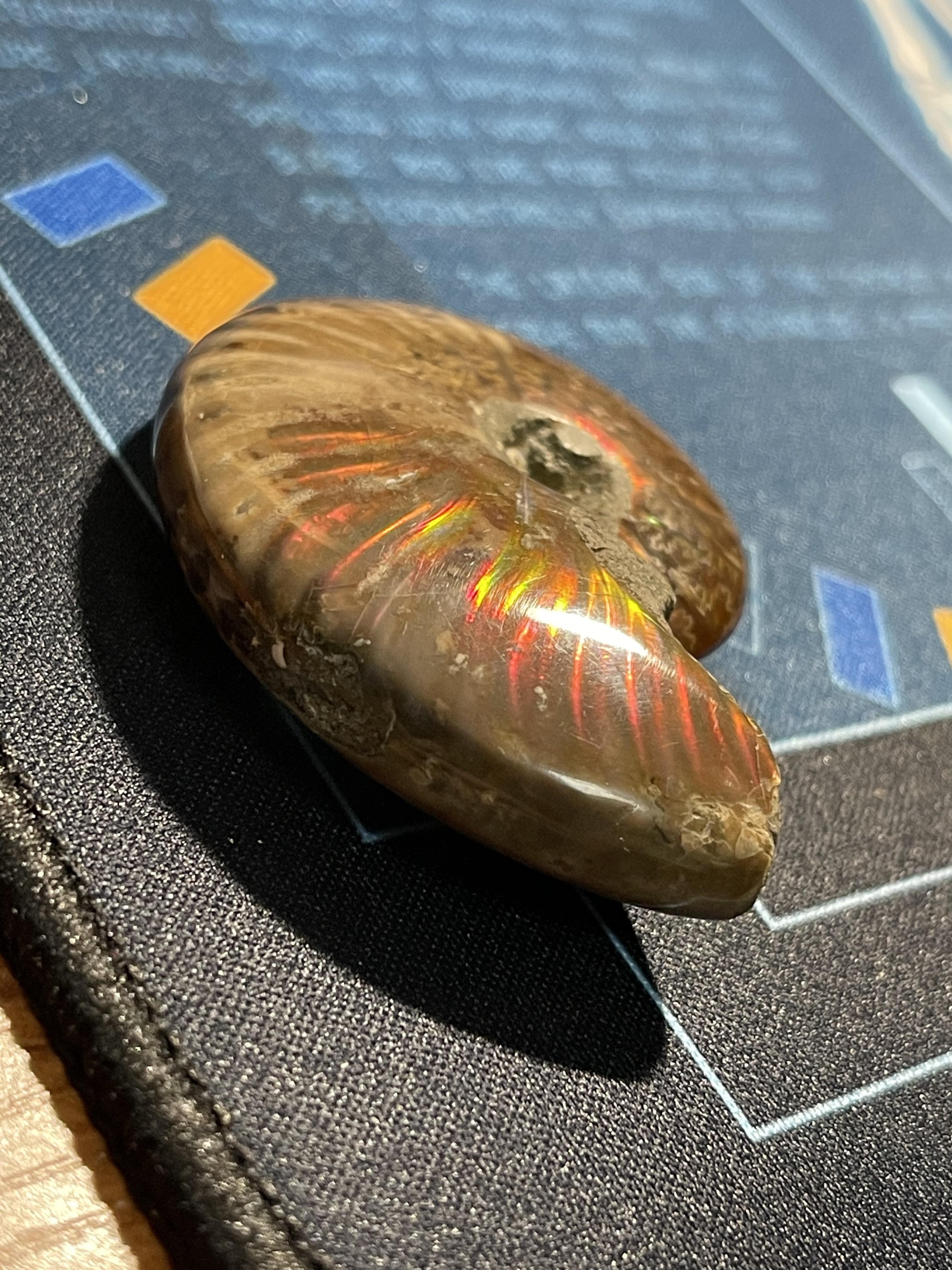 火彩不错的白垩纪菊石! - 知乎