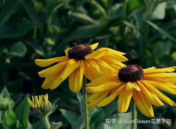 秋日赏菊 30种菊科植物介绍 知乎 秋日赏菊 30种菊科植物介绍 知乎