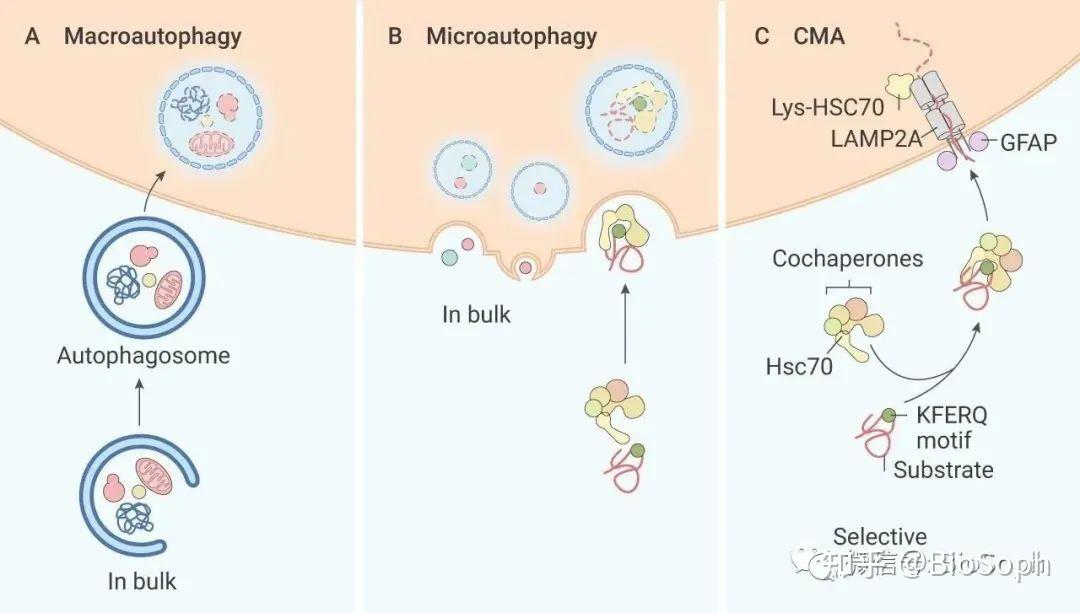 一文带你了解：自噬概念与自噬分类 - 知乎