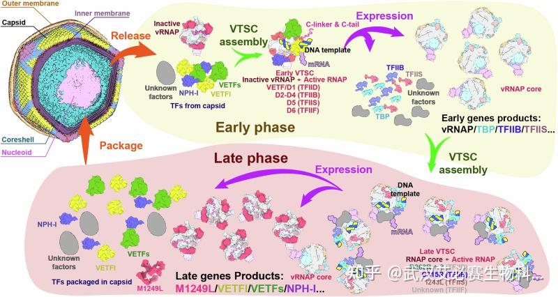 非洲猪瘟病毒（ASFV）：生物学机制、检测技术演进与科研实践方向 - 知乎