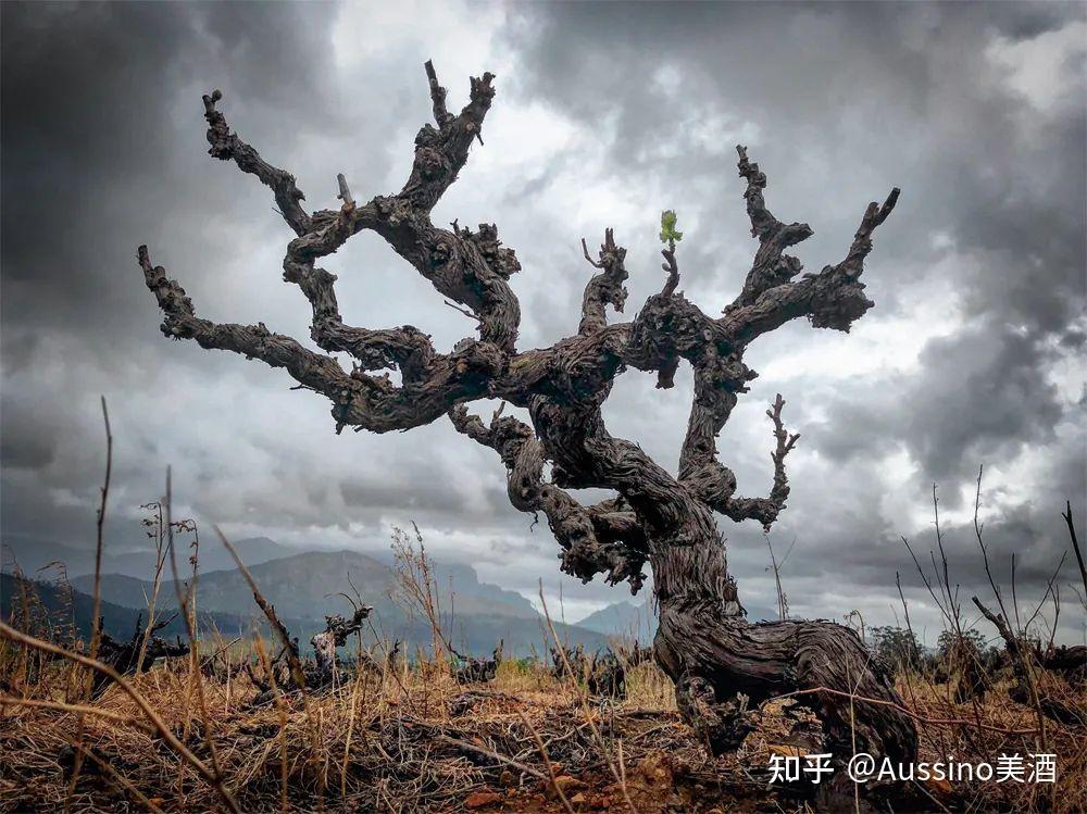 稀少珍贵市面难找老藤葡萄酒真的会更好喝吗富隆酒业