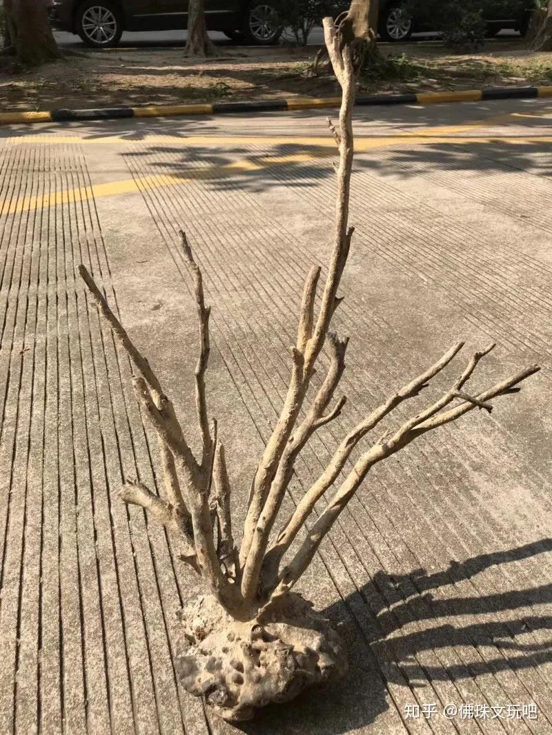 海中黄金木,什么是真正的海柳? - 知乎