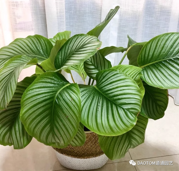 竹芋入秋后的养护技巧,生长旺盛的同时叶片生长漂亮 - 知乎