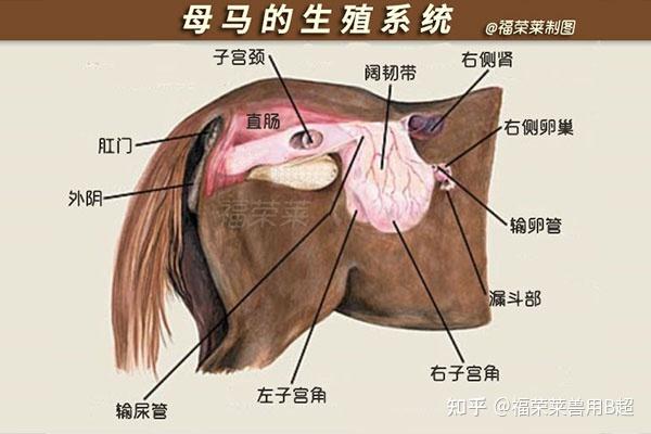 母马的解剖学、生理学及繁殖特性 - 知乎